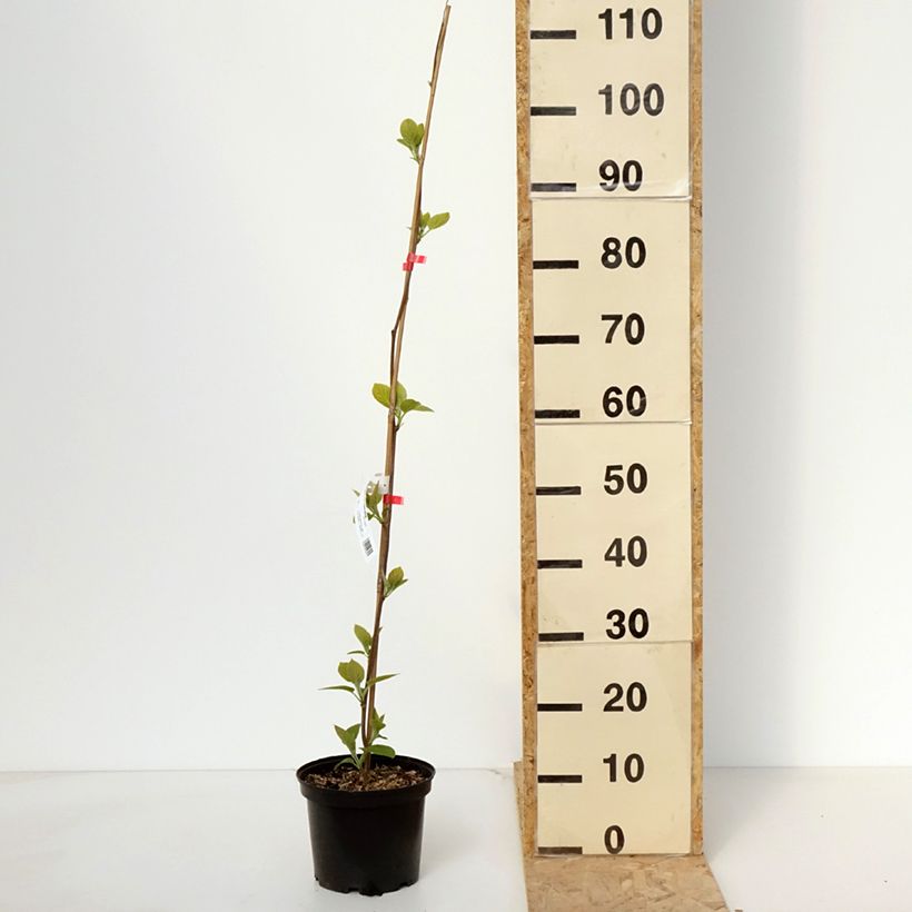 Exemplar von Actinidia deliciosa Kiwi Wonder - Chinesischer Strahlengriffel Topf mit 3L/4L wie im Frühjahr geliefert