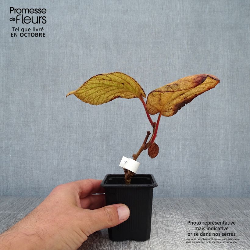 Example of Actinidia deliciosa Kiwidoo (Weiblich) - Chinesischer Strahlengriffel Kleine Töpfe von 8/9 cm as you get in automne