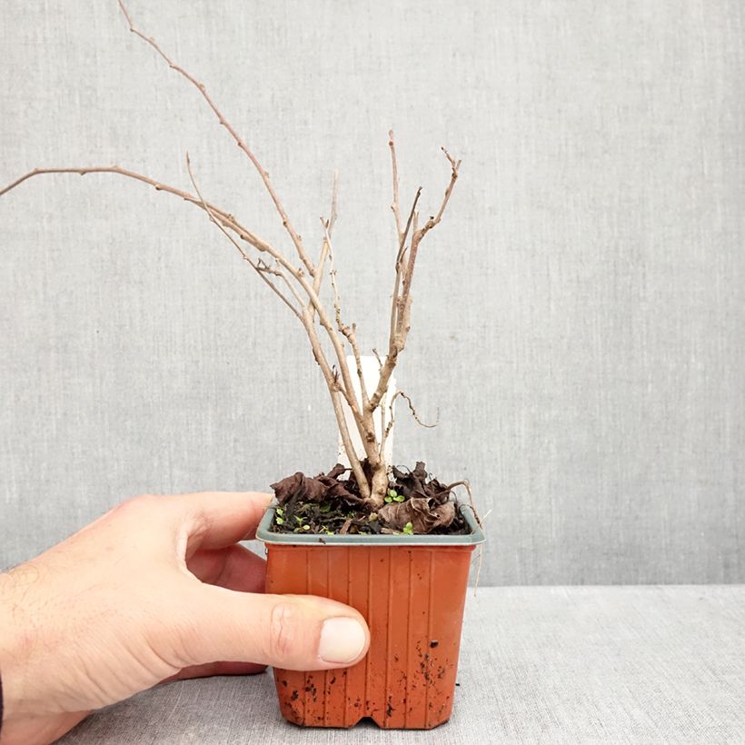 Exemplar von Actinidia arguta Ananasnaya (Weiblich) - Zwerg Kiwi Kleine Töpfe von 8/9 cm wie im Herbst geliefert