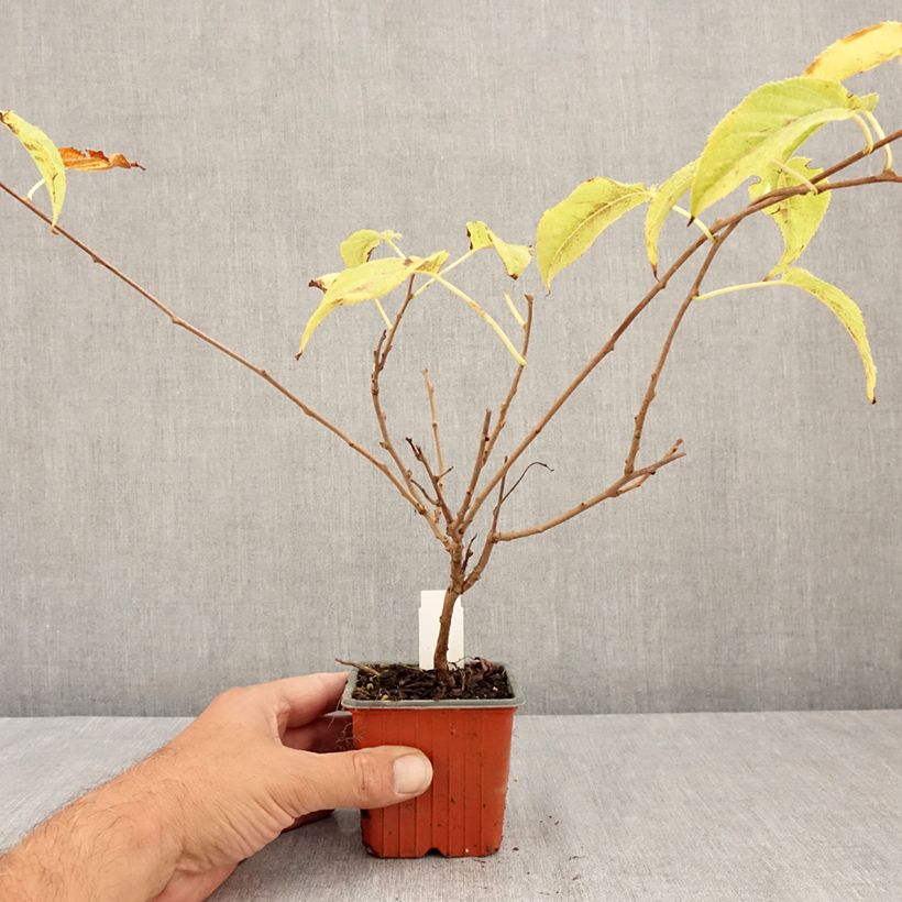 Example of Actinidia arguta Ananasnaya (Weiblich) - Zwerg Kiwi Kleine Töpfe von 8/9 cm as you get in ete