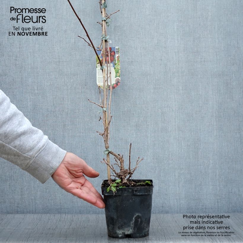 Example of Actinidia arguta Ananasnaya (Weiblich) - Zwerg Kiwi Topf mit 1,5L/2L as you get in automne