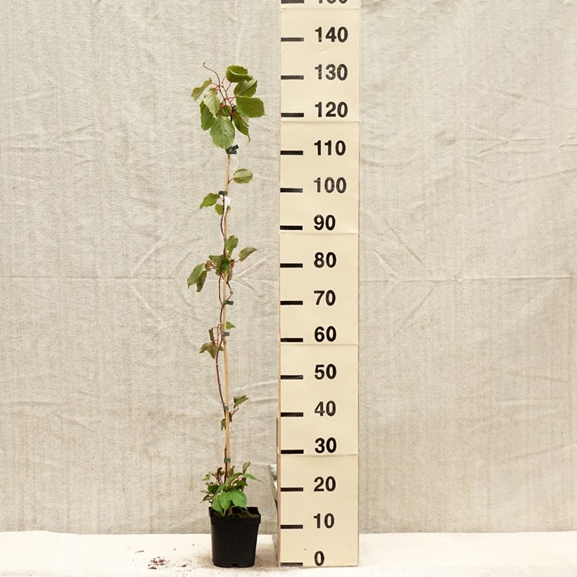 Exemplar von Actinidia arguta Ananasnaya (Weiblich) - Zwerg Kiwi Topf mit 1,5L/2L wie im Frühjahr geliefert