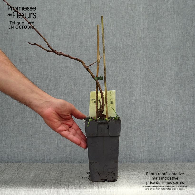 Example of Actinidia arguta Bayern (Weiblich) - Zwerg Kiwi Topf mit 2L/3L as you get in automne