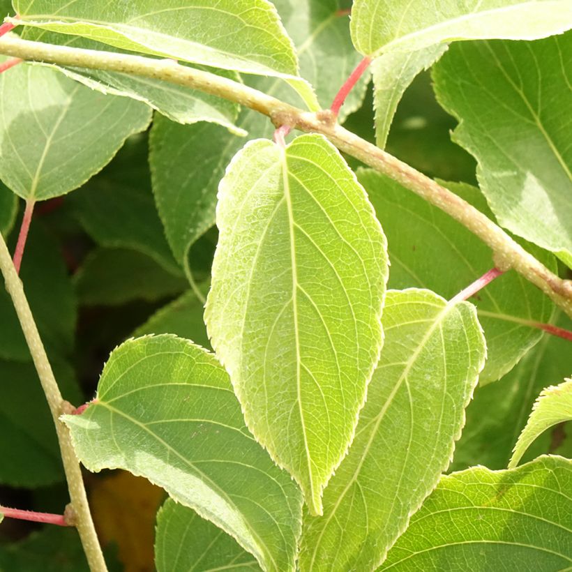 Actinidia arguta Pink Jumbo - Zwerg Kiwi (Foliage)