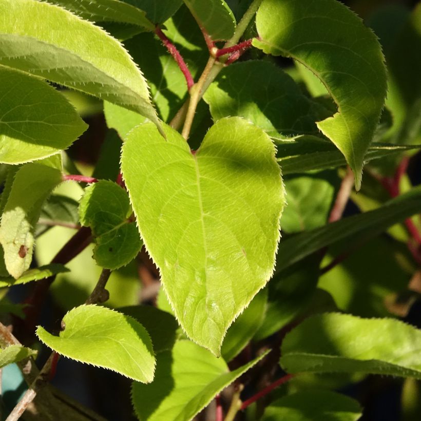 Actinidia arguta Geneva (Weiblich) - Zwerg Kiwi (Laub)