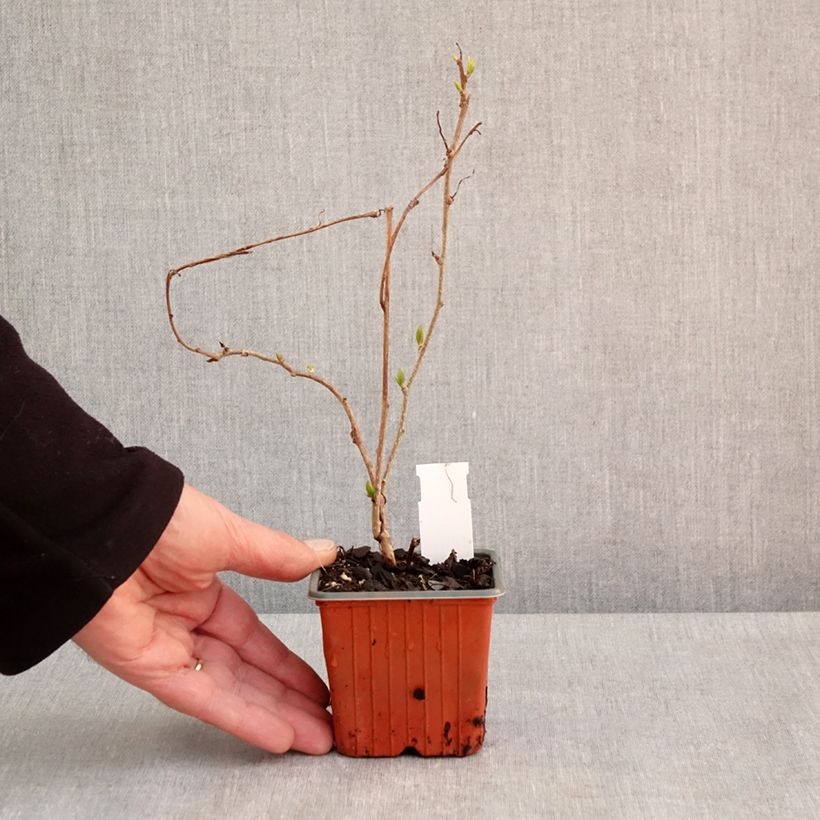 Exemplar von Actinidia arguta Geneva (Weiblich) - Zwerg Kiwi Kleine Töpfe von 8/9 cm wie im Frühjahr geliefert