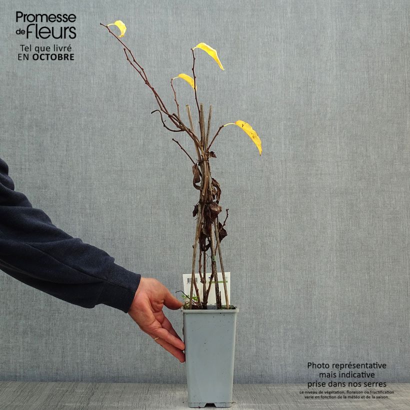 Example of Actinidia arguta Issai - Zwerg Kiwi Topf mit 1,5L/2L as you get in automne
