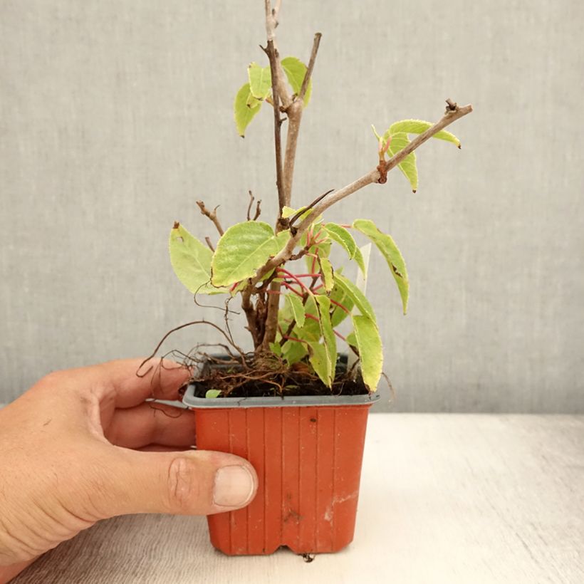 Example of Actinidia arguta Ken's Red - Zwerg Kiwi Kleine Töpfe von 8/9 cm as you get in ete