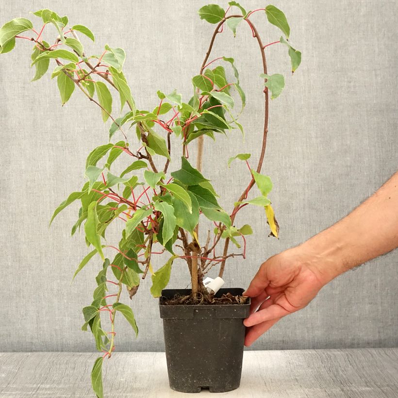 Exemplar von Actinidia arguta Ken's Red - Zwerg Kiwi Topf mit 1,5L/2L wie im Sommer geliefert