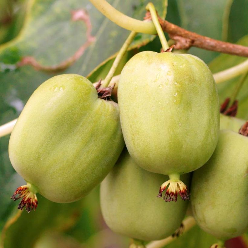 Actinidia arguta Kokuwa - Zwerg Kiwi (Harvest)
