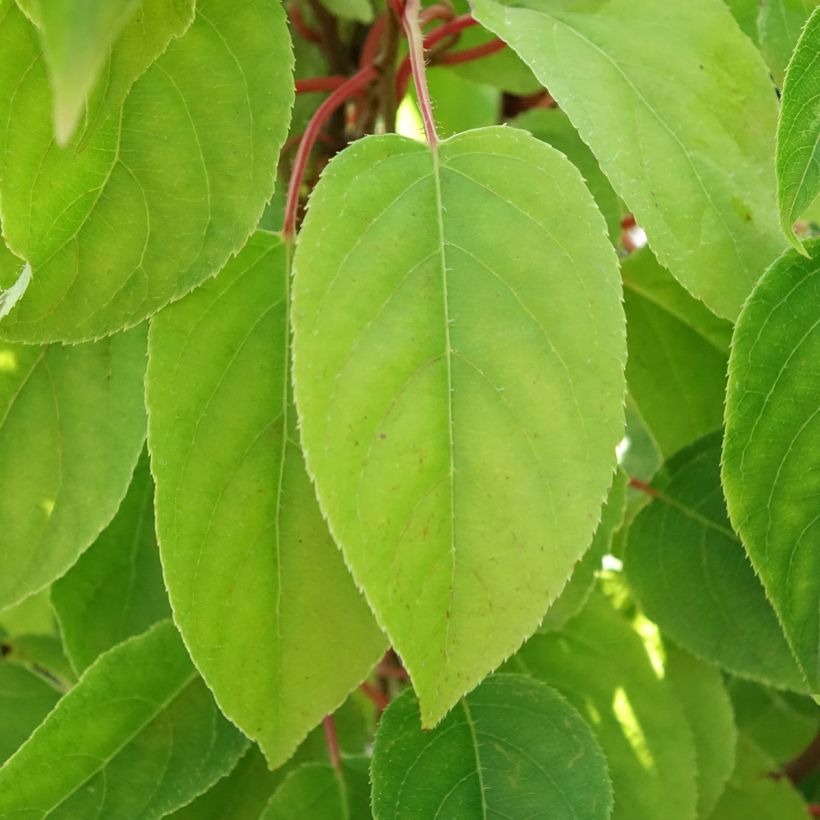 Actinidia arguta Mariered (Weiblich) - Zwerg Kiwi (Foliage)