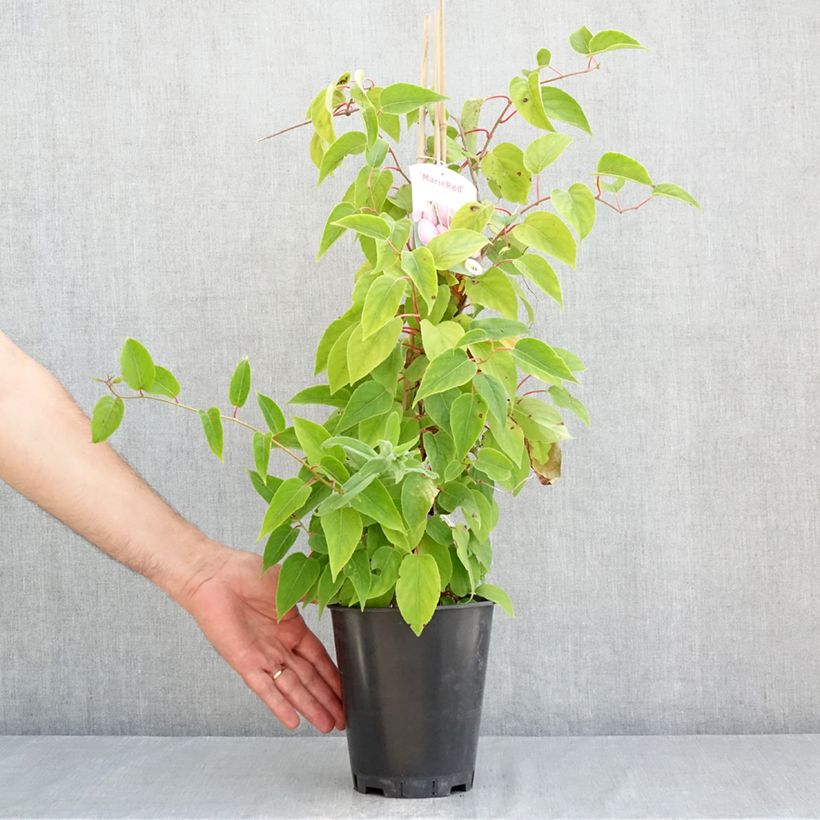 Example of Actinidia arguta Mariered (Weiblich) - Zwerg Kiwi Topf mit 2L/3L as you get in ete