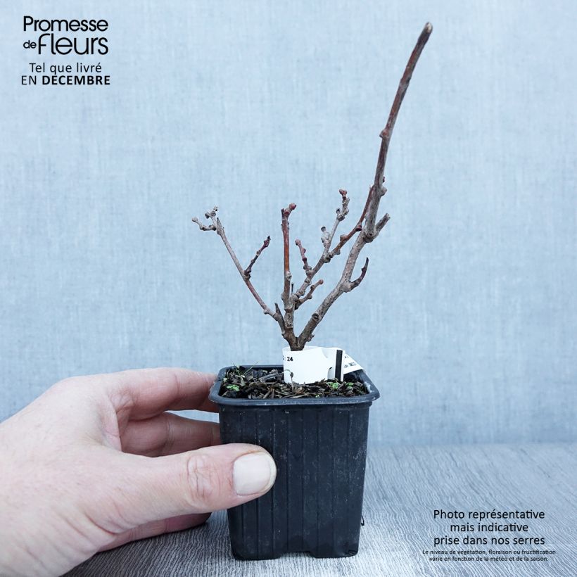 Example of Actinidia arguta var. purpurea (Weiblich) - Zwerg Kiwi Kleine Töpfe von 8/9 cm as you get in automne