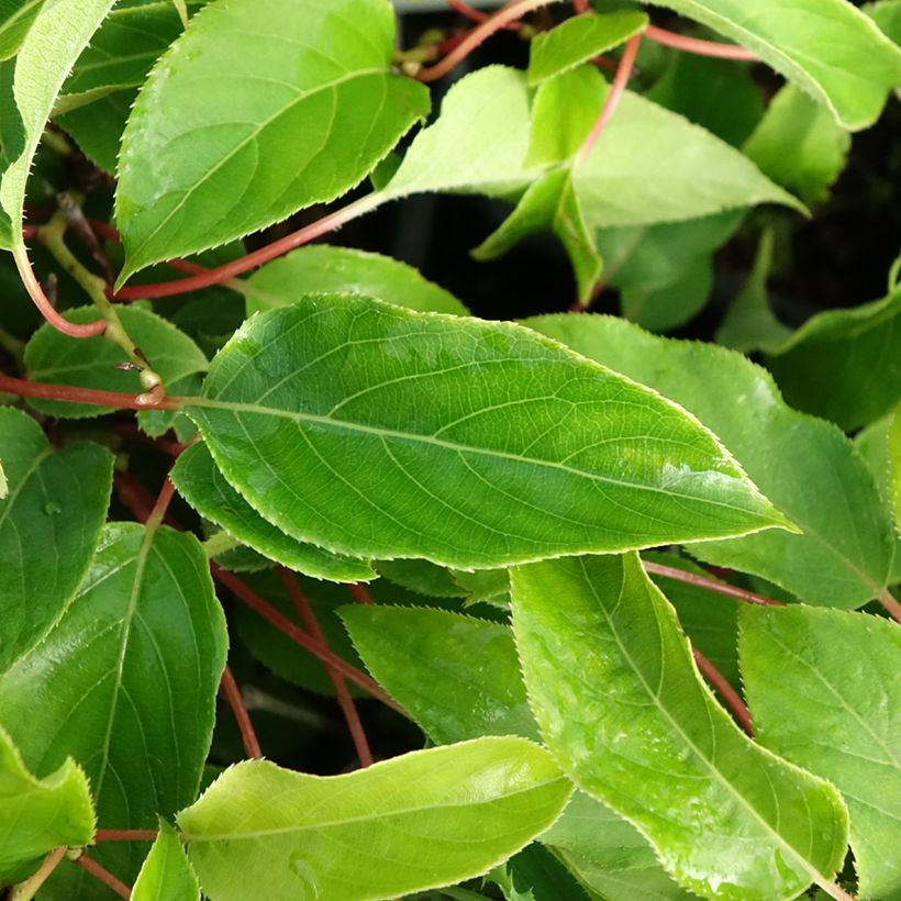 Actinidia arguta var. purpurea (Weiblich) - Zwerg Kiwi (Foliage)