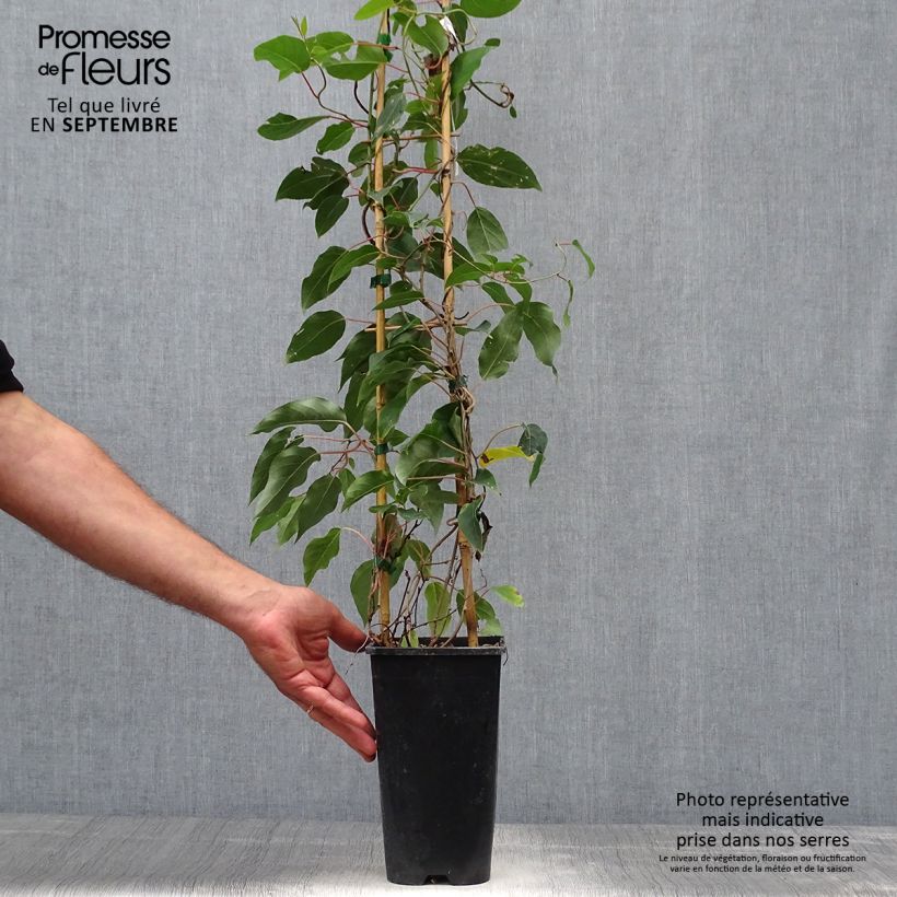 Example of Actinidia arguta var. purpurea (Weiblich) - Zwerg Kiwi Topf mit 2L/3L as you get in automne