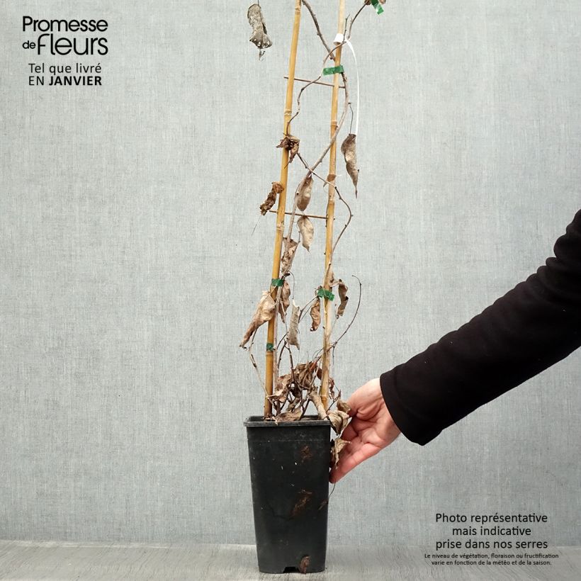 Exemplar von Actinidia arguta var. purpurea (Weiblich) - Zwerg Kiwi Topf mit 2L/3L wie im Winter geliefert