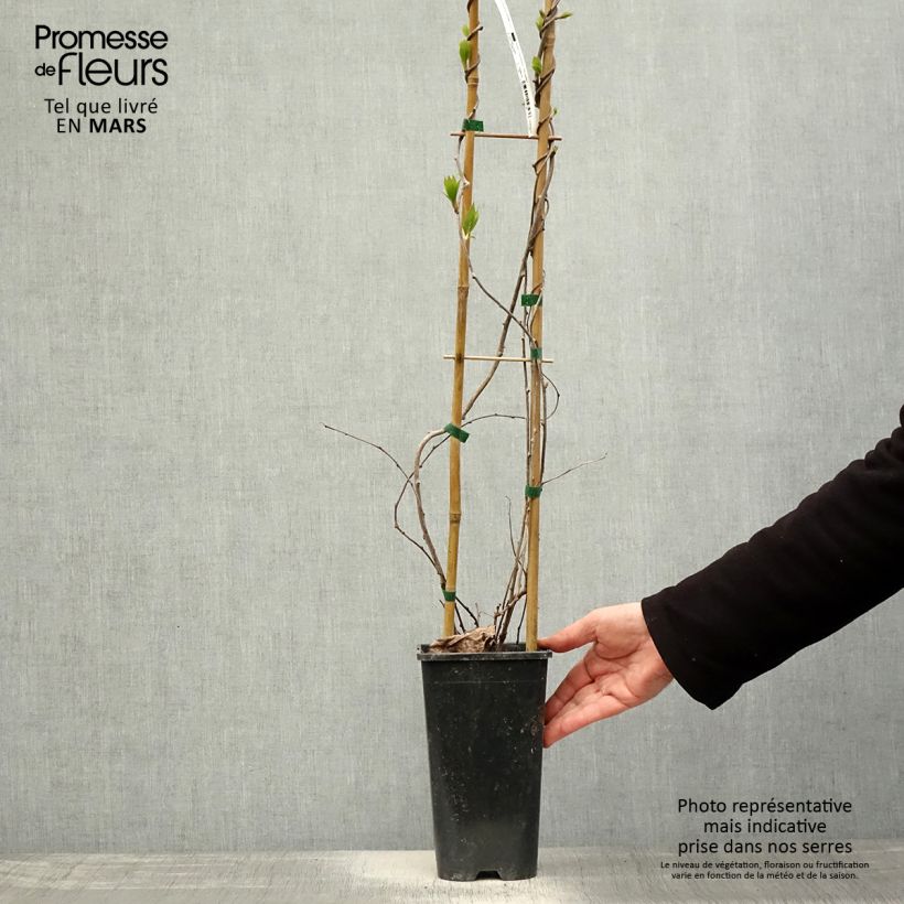 Exemplar von Actinidia arguta var. purpurea (Weiblich) - Zwerg Kiwi Topf mit 2L/3L wie im Frühjahr geliefert