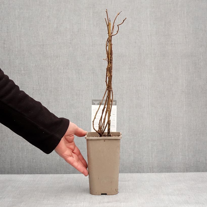 Exemplar von Actinidia arguta Super Issaï - Zwerg Kiwi Topf mit 1,5L/2L wie im Winter geliefert