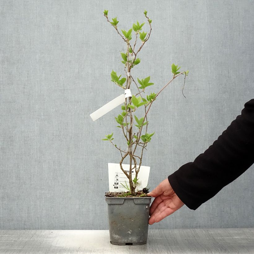 Exemplar von Actinidia arguta Super Jumbo (Weiblich) - Zwerg Kiwi Topf mit 1,5L/2L wie im Frühjahr geliefert