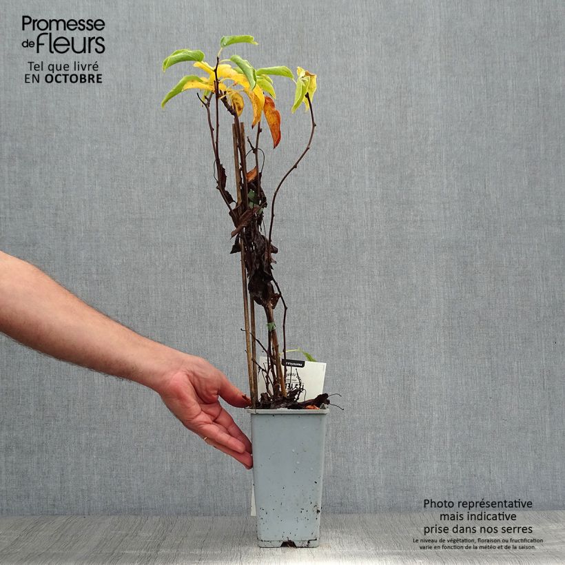 Example of Actinidia arguta Weikii - Zwerg Kiwi Topf mit 1,5L/2L as you get in automne