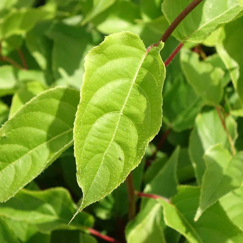 Actinidia arguta Weikii - Zwerg Kiwi (Foliage)