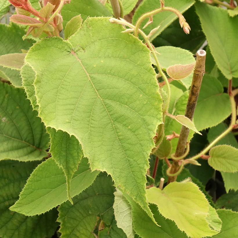 Actinidia deliciosa Boskoop - Chinesischer Strahlengriffel (Foliage)