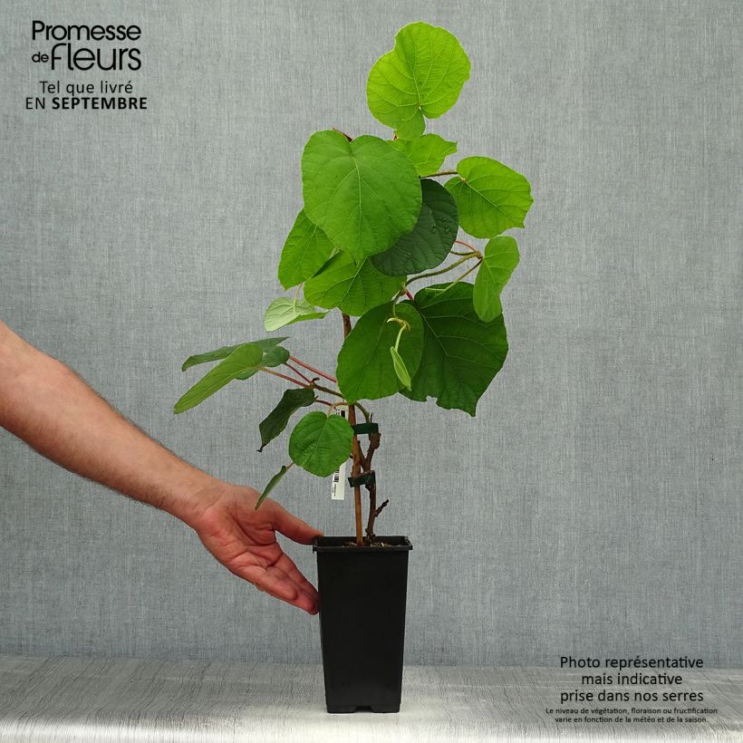 Example of Actinidia chinensis - Chinesischer Strahlengriffel Topf mit 1,5L/2L as you get in automne