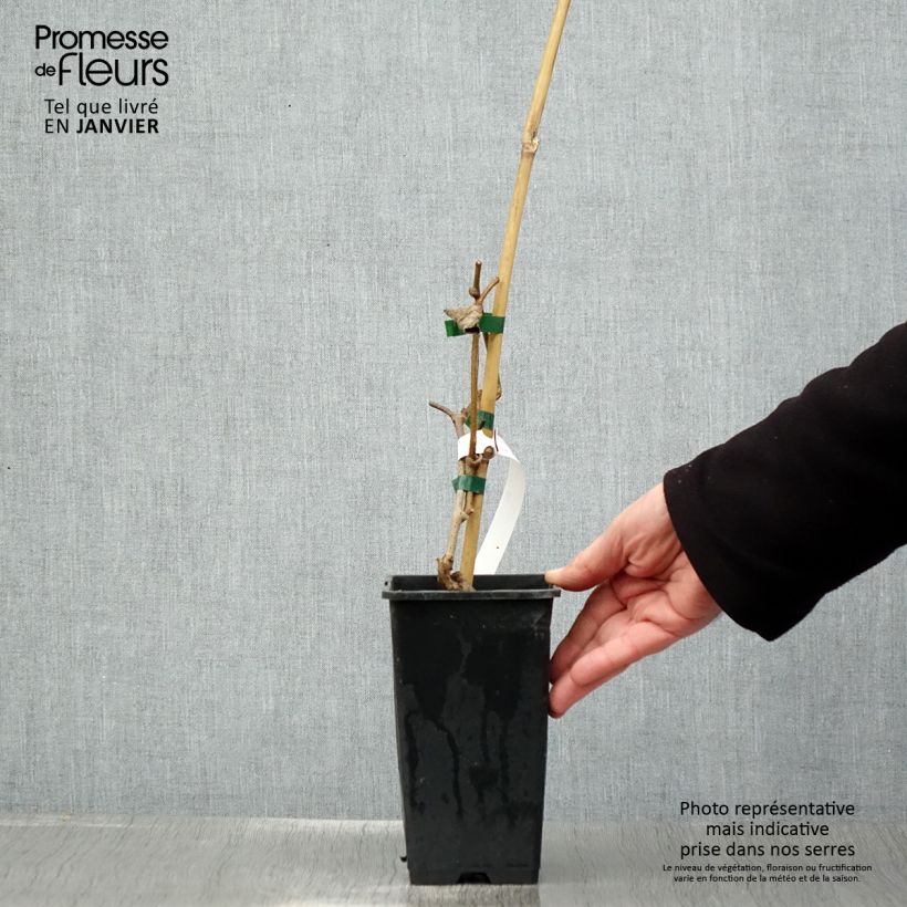 Exemplar von Actinidia chinensis - Chinesischer Strahlengriffel Topf mit 1,5L/2L wie im Winter geliefert