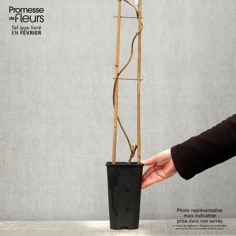 Example of Actinidia chinensis - Chinesischer Strahlengriffel Topf mit 3L/4L as you get in hiver