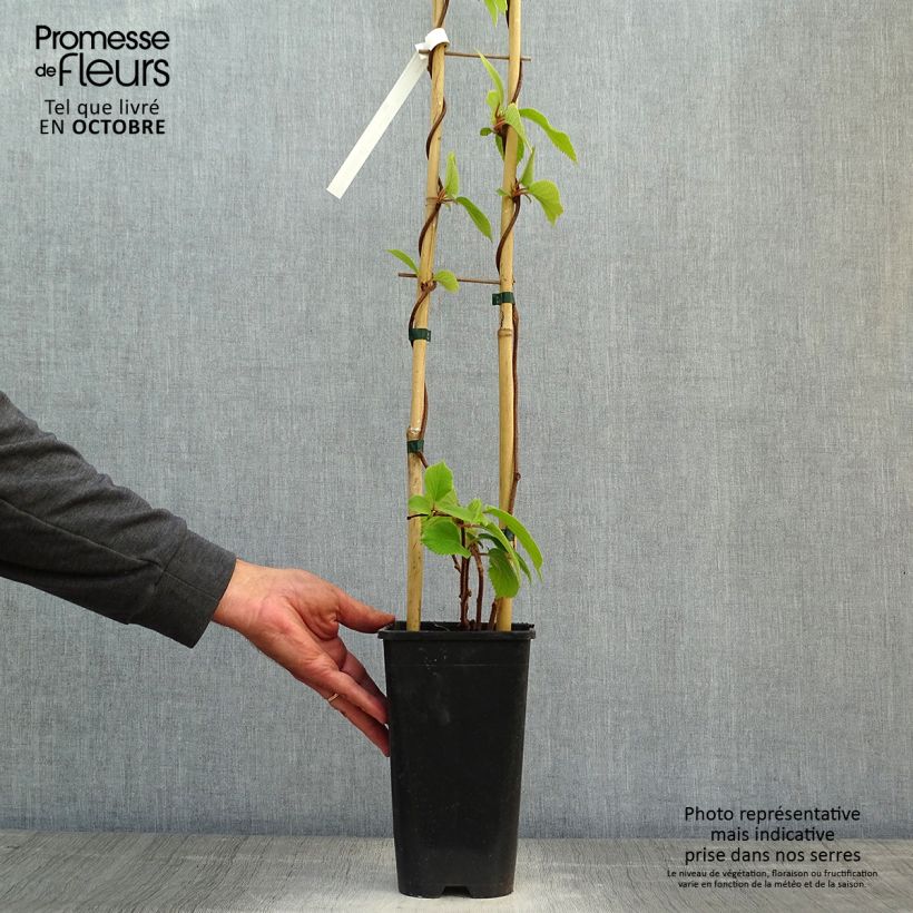 Example of Actinidia chinensis Solo - Chinesischer Strahlengriffel Topf mit 3L/4L as you get in automne