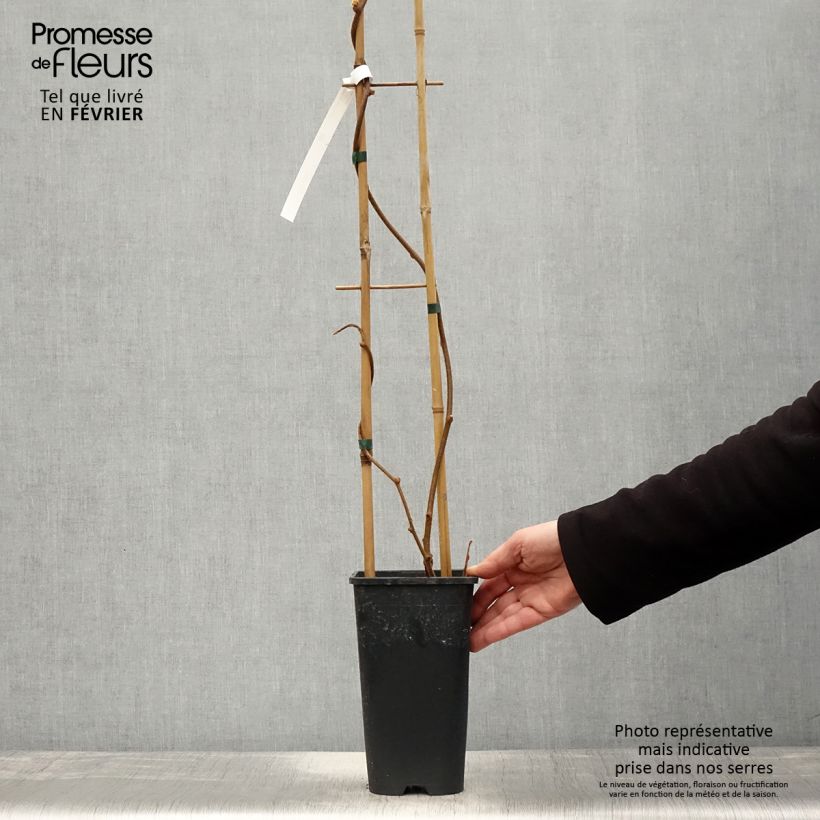 Exemplar von Actinidia chinensis Solo - Chinesischer Strahlengriffel Topf mit 3L/4L wie im Winter geliefert