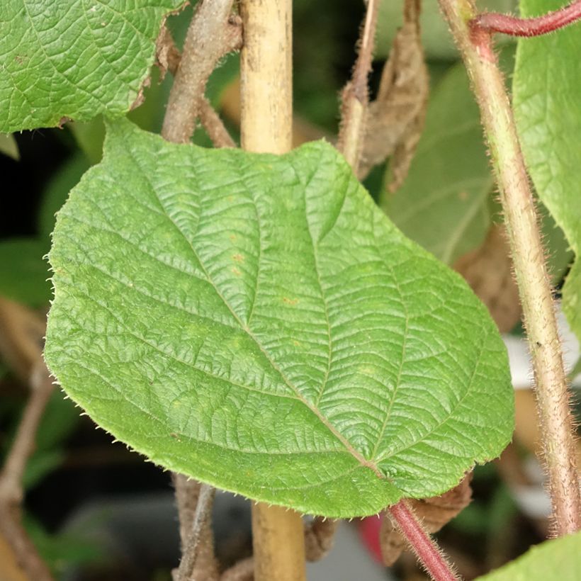Actinidia deliciosa Montcap - Chinesischer Strahlengriffel (Foliage)