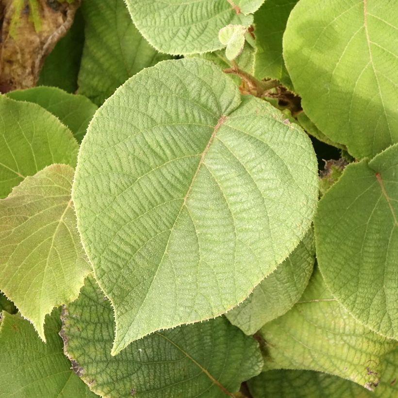 Actinidia deliciosa Petit Homme - Chinesischer Strahlengriffel (Foliage)