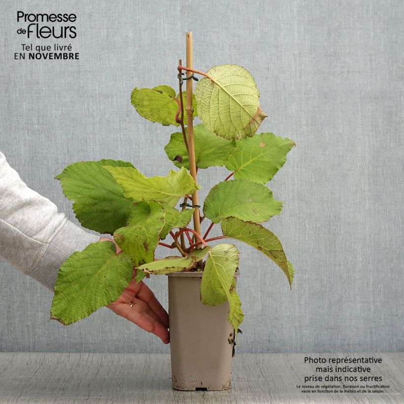 Example of Actinidia deliciosa Petit Homme - Chinesischer Strahlengriffel Topf mit 2L/3L as you get in automne
