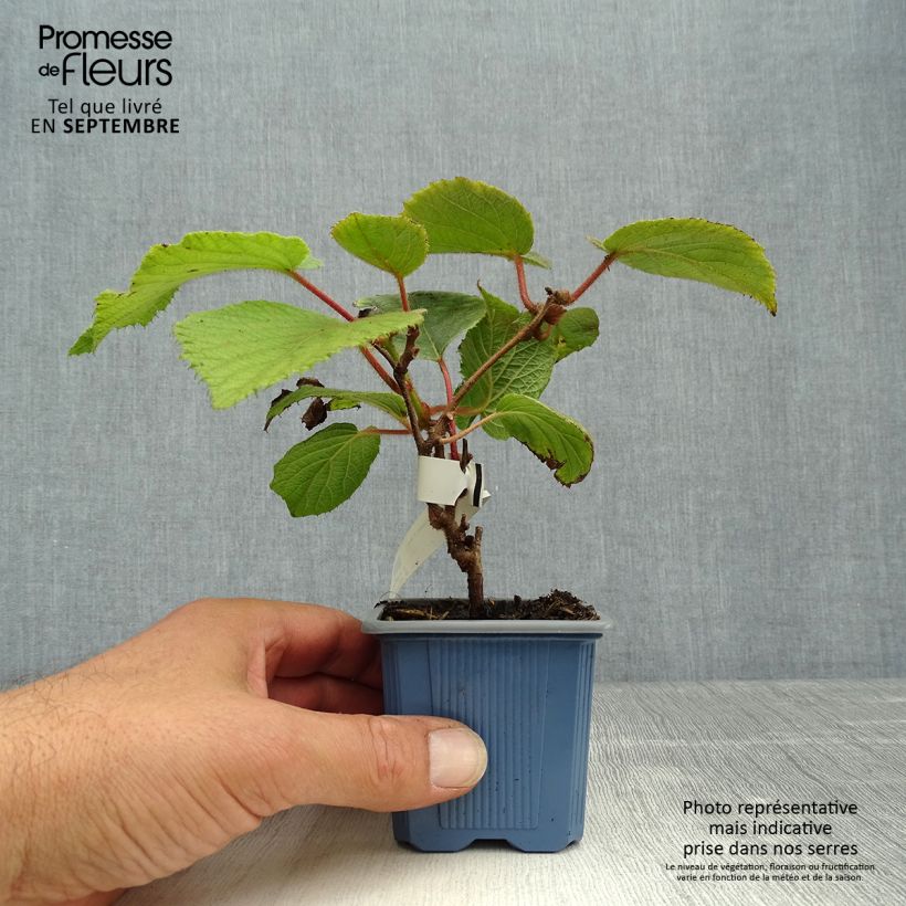 Example of Actinidia chinensis Bruno (Weiblich) - Chinesischer Strahlengriffel Kleine Töpfe von 8/9 cm as you get in automne