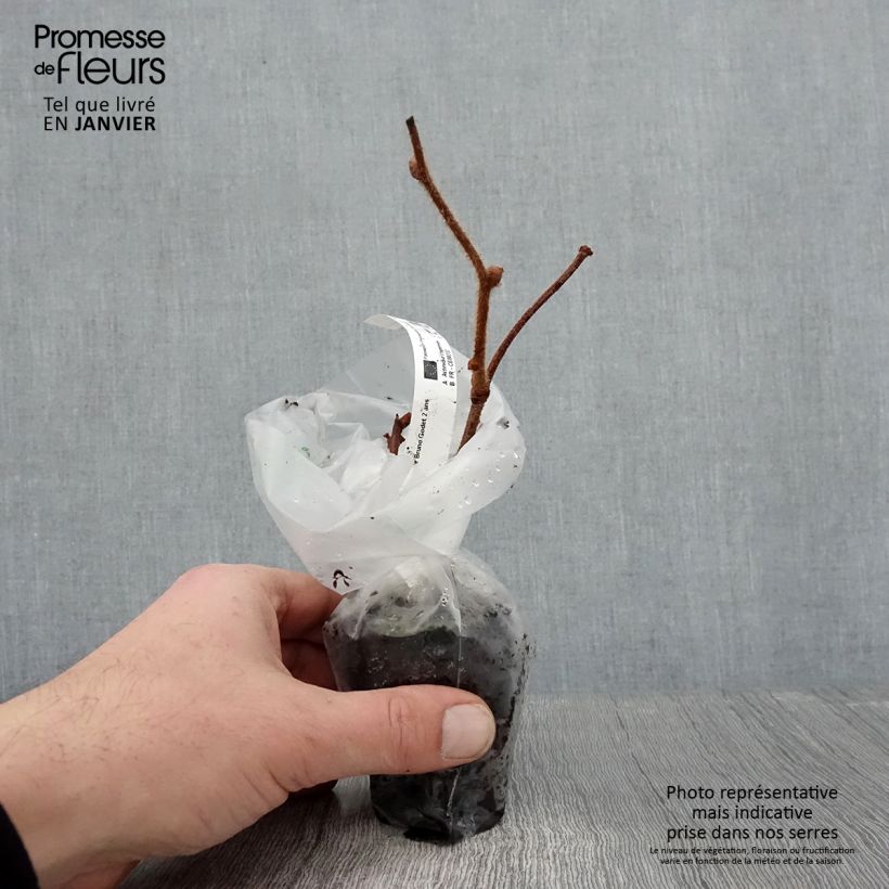 Exemplar von Actinidia chinensis Bruno (Weiblich) - Chinesischer Strahlengriffel Kleine Töpfe von 8/9 cm wie im Winter geliefert