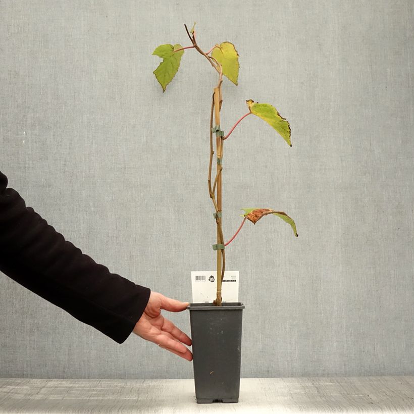 Example of Actinidia chinensis Bruno (Weiblich) - Chinesischer Strahlengriffel Topf mit 1,5L/2L as you get in automne