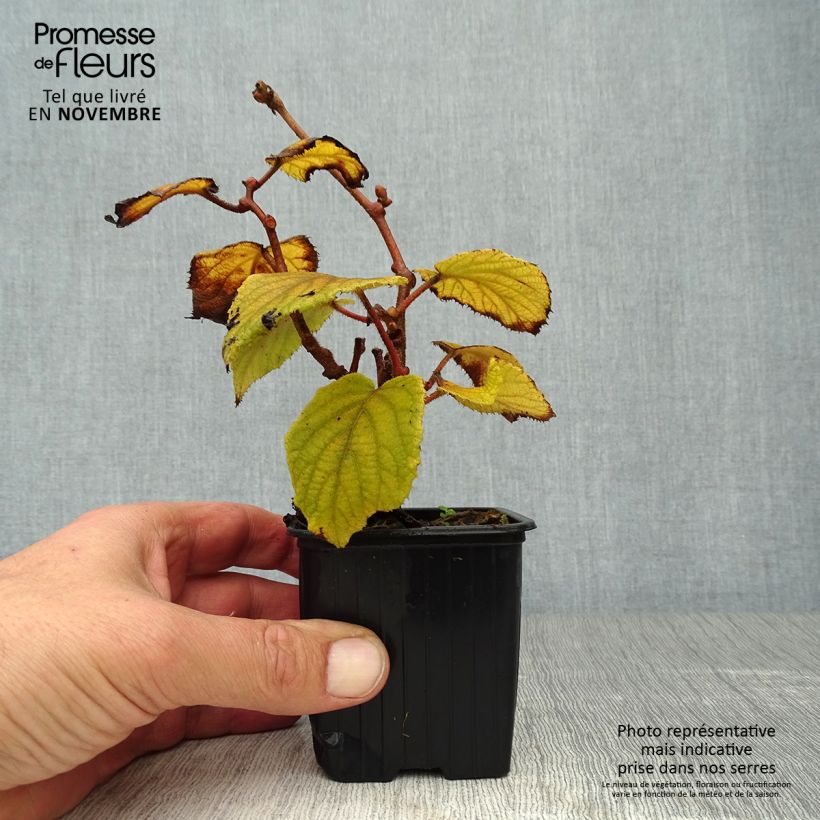 Example of Actinidia deliciosa Monty - Chinesischer Strahlengriffel Kleine Töpfe von 8/9 cm as you get in automne