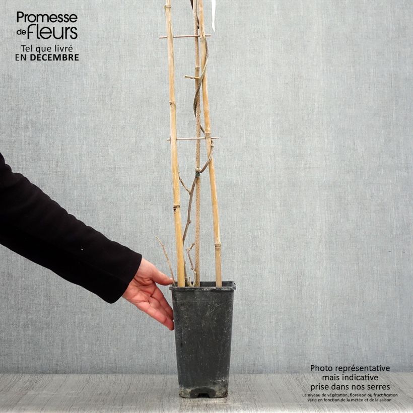 Example of Actinidia deliciosa Monty - Chinesischer Strahlengriffel Topf mit 2L/3L as you get in automne