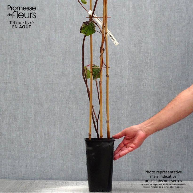 Exemplar von Actinidia deliciosa Monty - Chinesischer Strahlengriffel Topf mit 2L/3L wie im Sommer geliefert