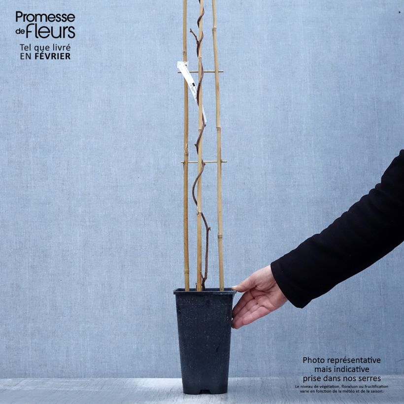 Exemplar von Actinidia deliciosa Monty - Chinesischer Strahlengriffel Topf mit 2L/3L wie im Winter geliefert