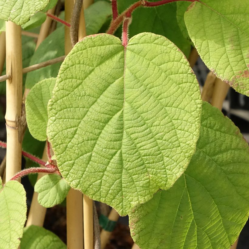 Actinidia deliciosa Monty - Chinesischer Strahlengriffel (Foliage)