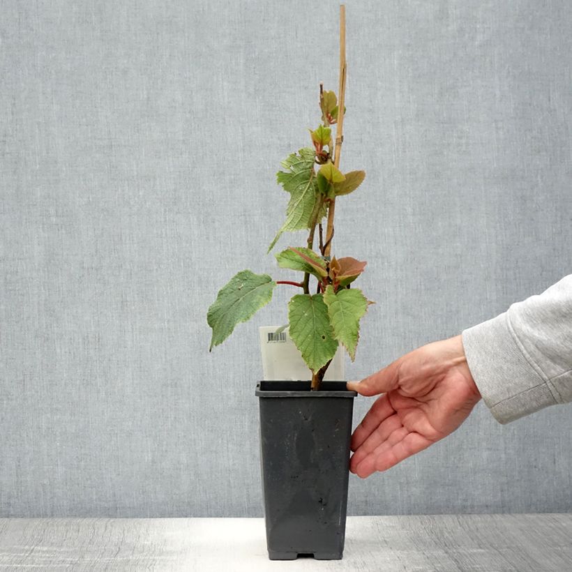 Exemplar von Actinidia chinensis Golden Delight (Männlich) - Chinesischer Strahlengriffel Topf mit 1,5L/2L wie im Sommer geliefert