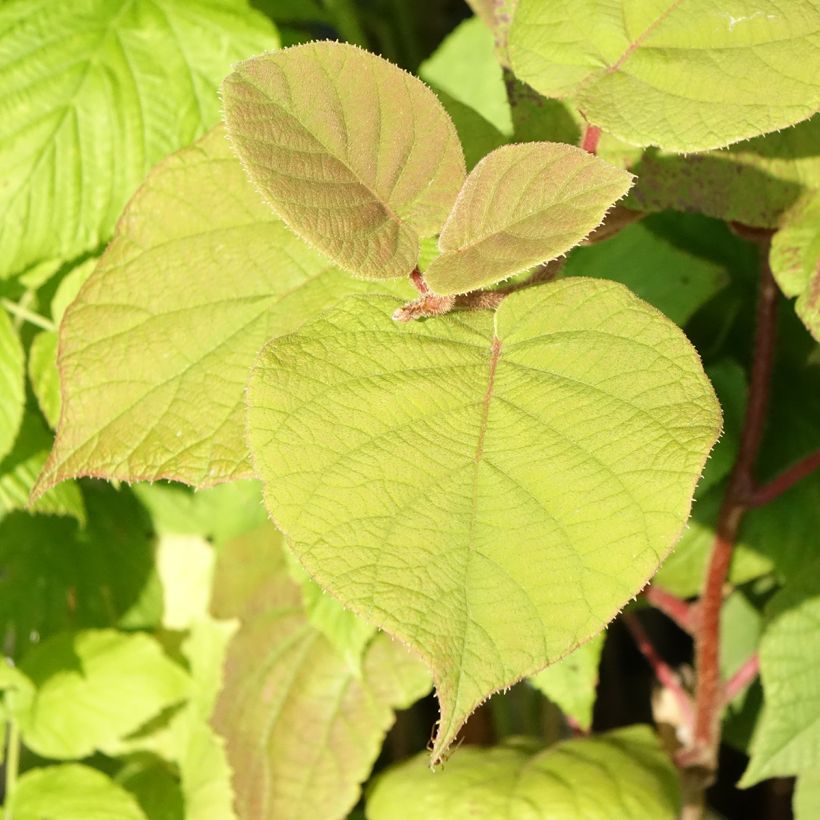 Actinidia deliciosa Hayward Bio - Chinesischer Strahlengriffel (Foliage)