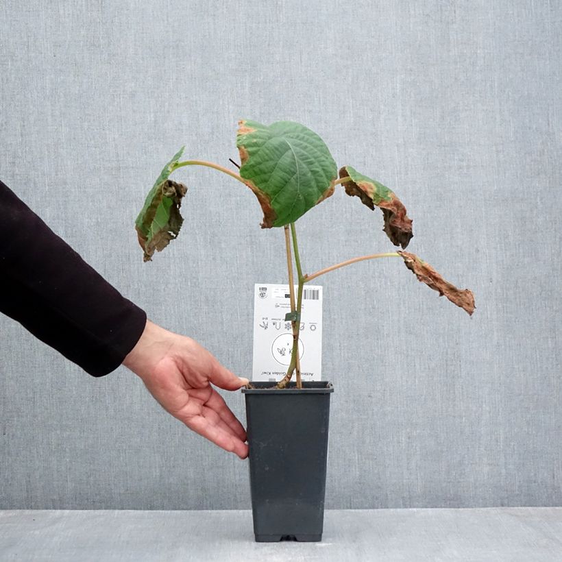 Exemplar von Actinidia deliciosa Kiwi Gold - Chinesischer Strahlengriffel Topf mit 2L/3L wie im Herbst geliefert