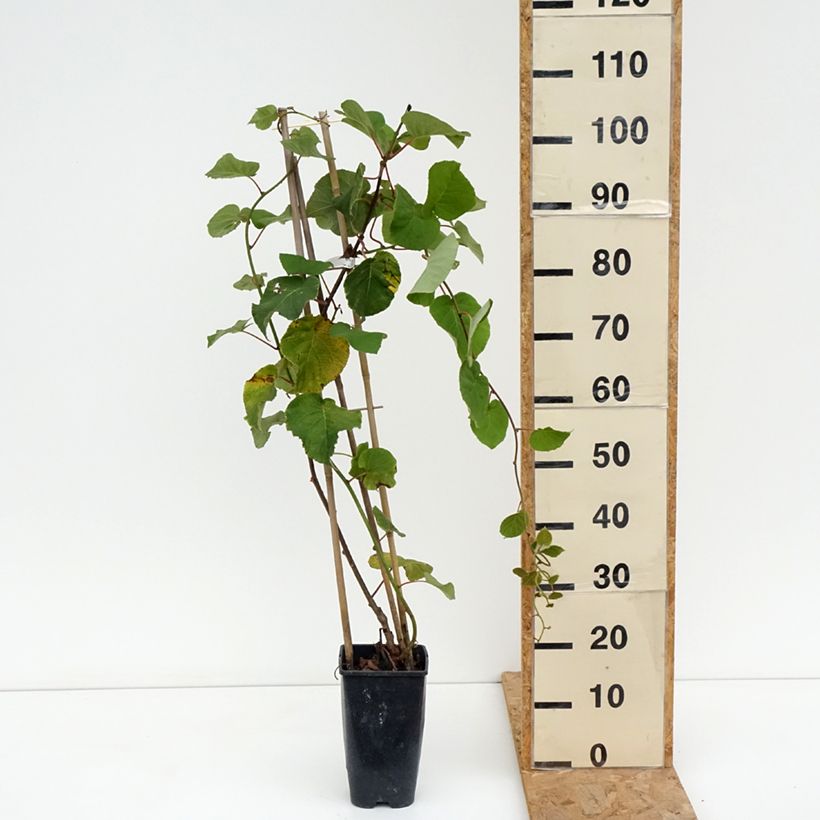 Exemplar von Actinidia deliciosa Kiwi Gold - Chinesischer Strahlengriffel Topf mit 1,5L/2L wie im Sommer geliefert