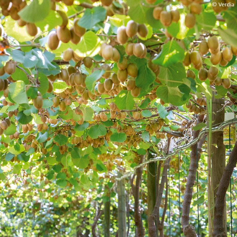 Duo Gelbe Chinesische Strahlengriffely Kiw'Happy männlich und weiblich - Actinidia chinensis (Wuchs)