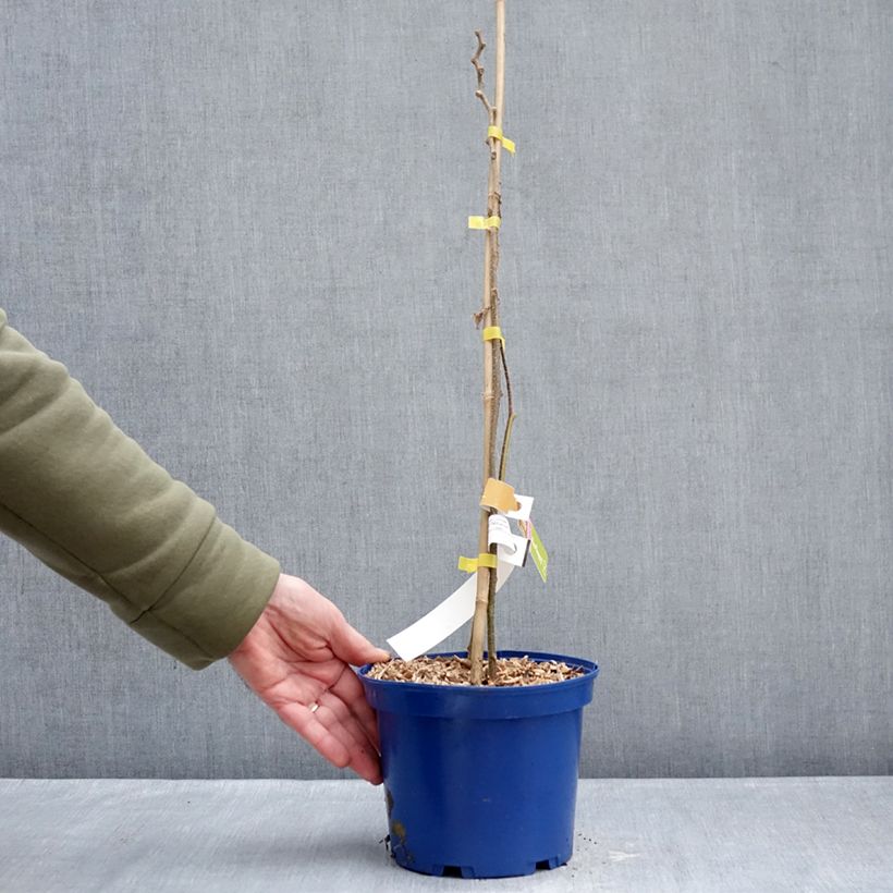 Exemplar von Actinidia deliciosa kiw'Happy (Weiblich)  - Chinesischer Strahlengriffel Topf mit 2L/3L wie im Winter geliefert