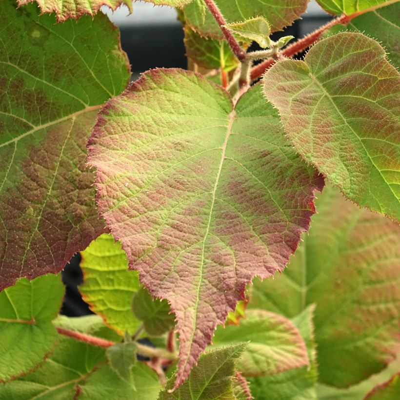 Actinidia deliciosa kiw'Happy (Weiblich)  - Chinesischer Strahlengriffel (Foliage)