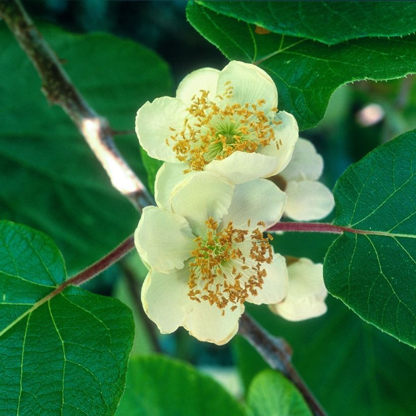 Duo Gelbe Chinesische Strahlengriffely Kiw'Happy männlich und weiblich - Actinidia chinensis (Blüte)